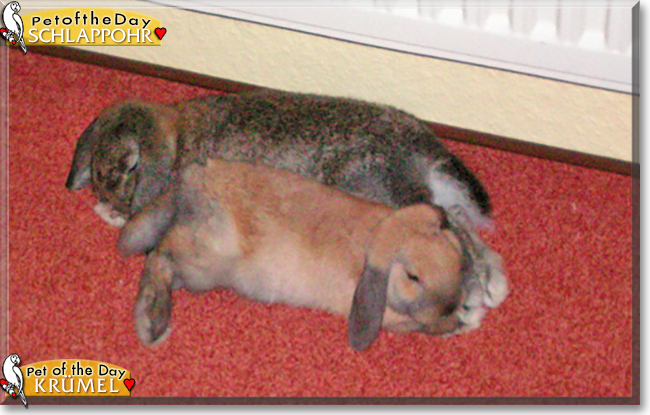 Schlappohr and Krümel the Lop Rabbits, the Pet of the Day