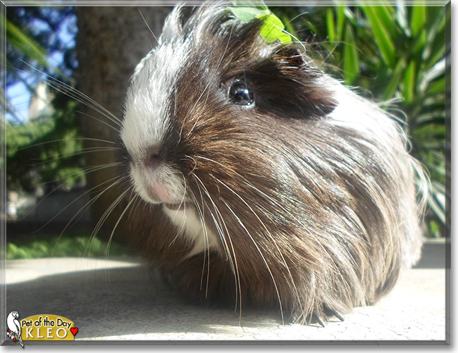 Kleo the Guinea Pig, the Pet of the Day