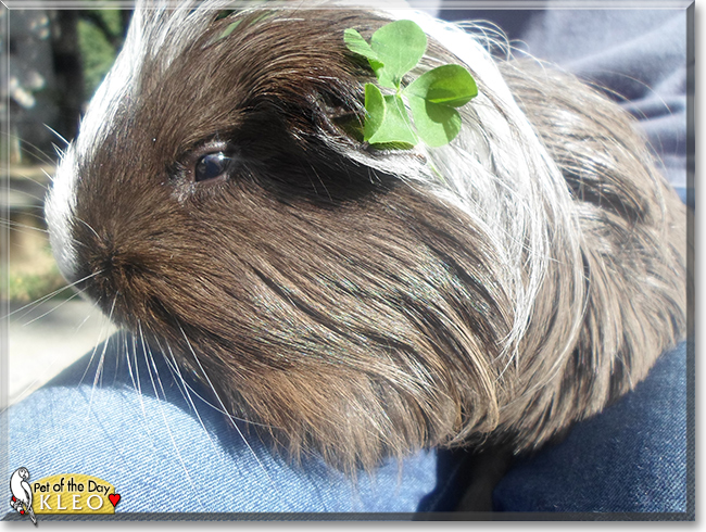 Kleo the Guinea Pig, the Pet of the Day