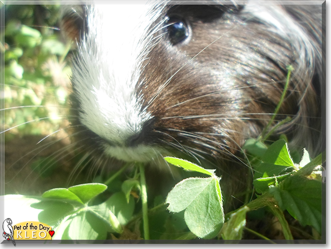 Kleo the Guinea Pig, the Pet of the Day
