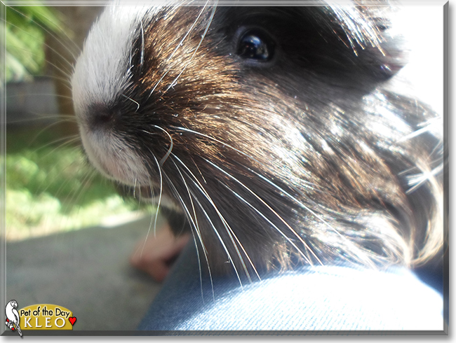 Kleo the Guinea Pig, the Pet of the Day