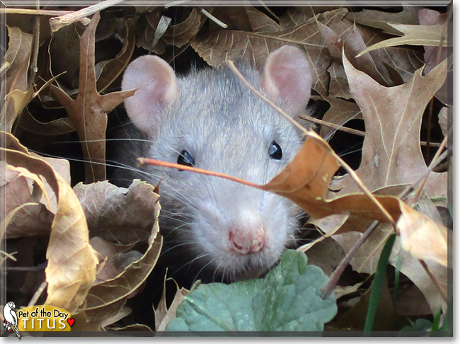 Titus the Fancy Rat, the Pet of the Day
