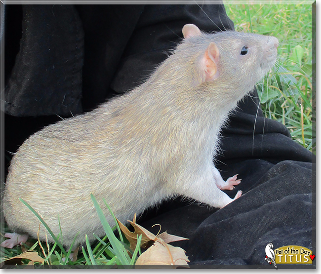 Titus the Fancy Rat, the Pet of the Day
