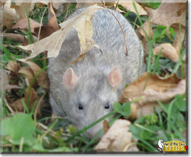 Titus the Fancy Rat, the Pet of the Day