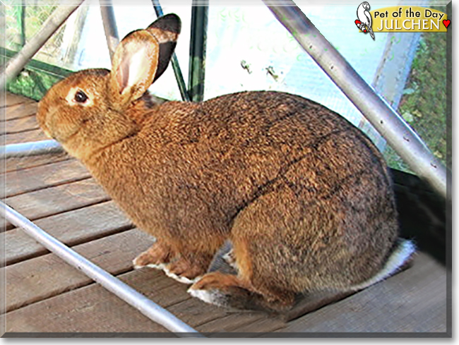 Julchen the Rabbit, the Pet of the Day