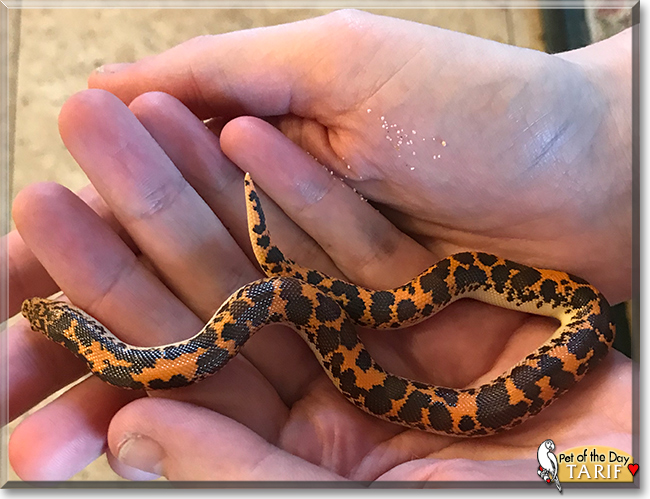 Tarif the Kenyan Sand Boa, the Pet of the Day
