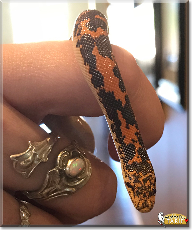 Tarif the Kenyan Sand Boa, the Pet of the Day