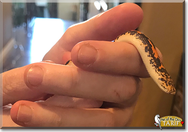 Tarif the Kenyan Sand Boa, the Pet of the Day