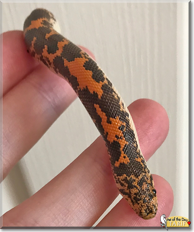 Tarif the Kenyan Sand Boa, the Pet of the Day