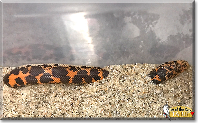 Tarif the Kenyan Sand Boa, the Pet of the Day