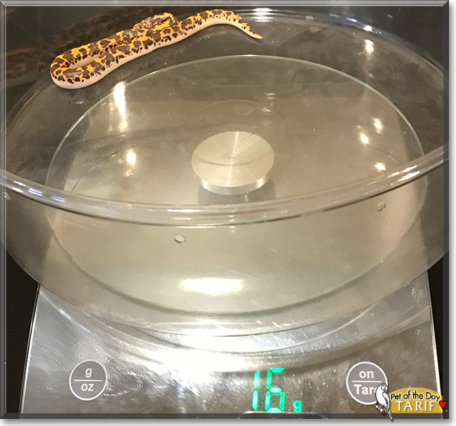 Tarif the Kenyan Sand Boa, the Pet of the Day