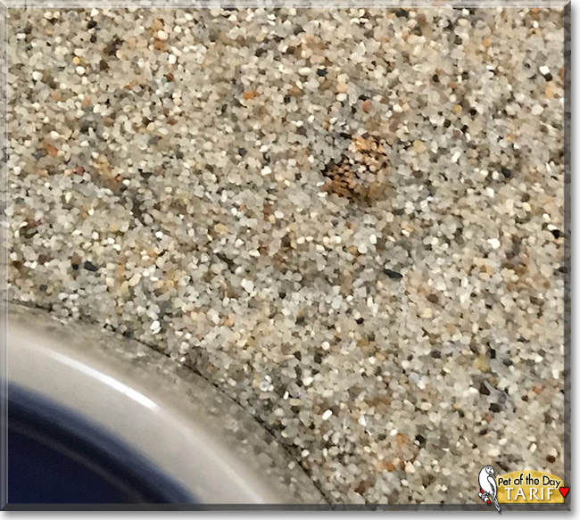 Tarif the Kenyan Sand Boa, the Pet of the Day