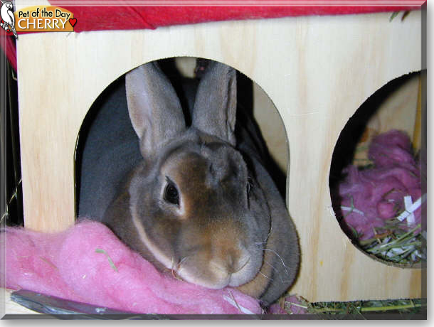 Cherry the Mini Rex Rabbit, the Pet of the Day