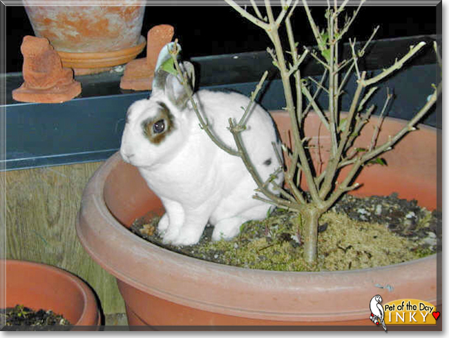Inky the Mini Rex Rabbit, the Pet of the Day