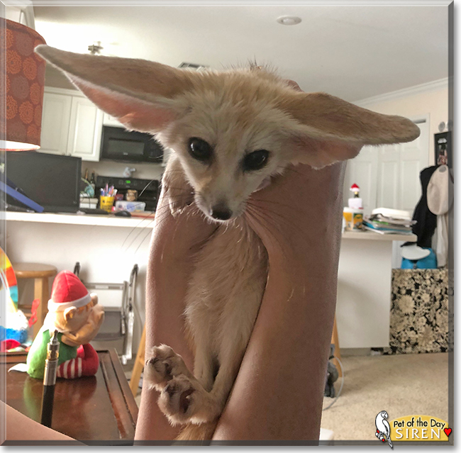 Siren the Fennec Fox, the Pet of the Day