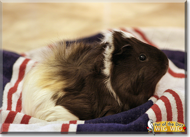 Wig Wig the Abyssinian Guinea Pig, the Pet of the Day