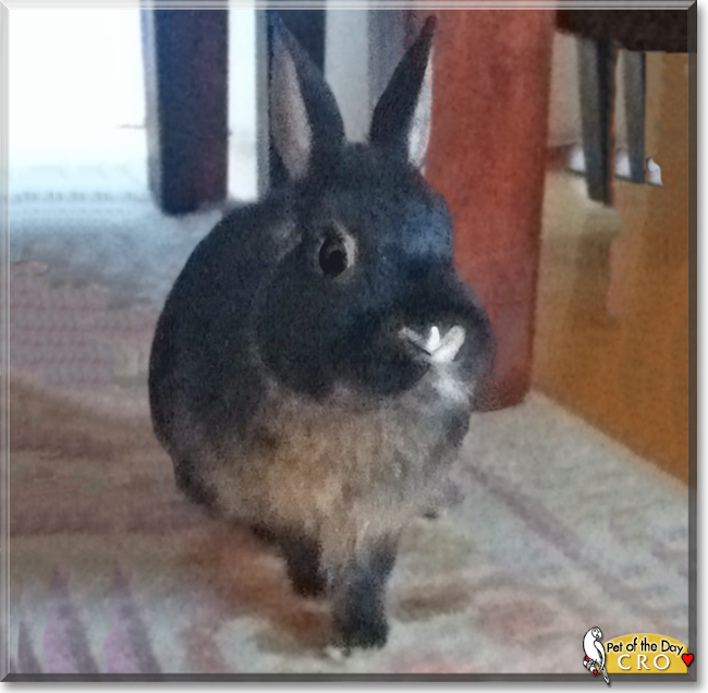 Cro the Dwarf Rabbit, the Pet of the Day