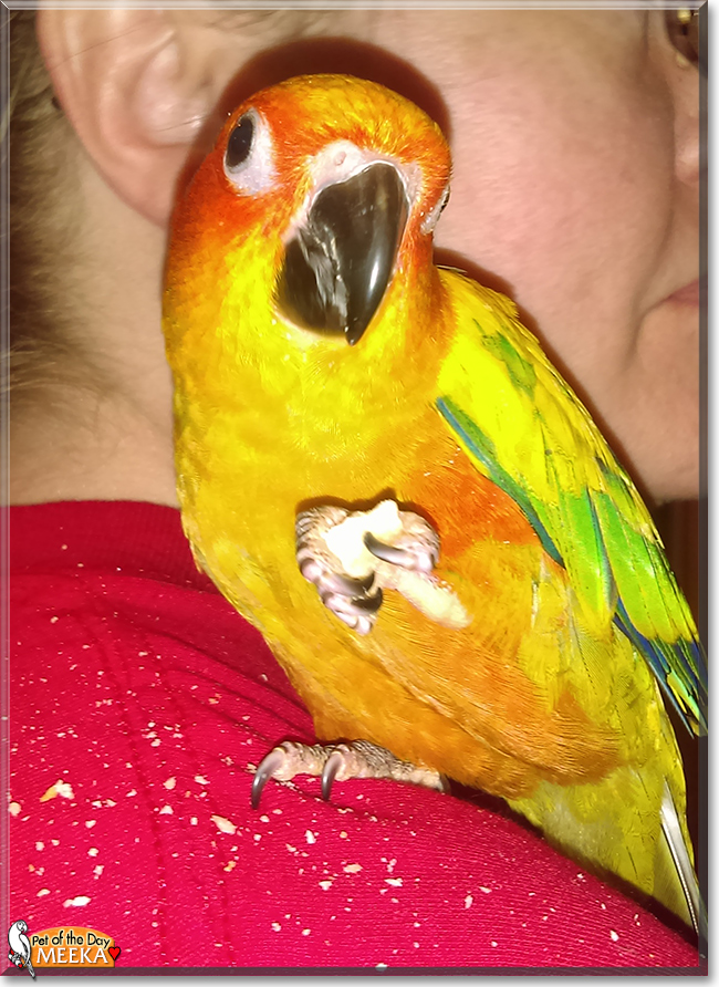Meeka the Sun Conure, the Pet of the Day