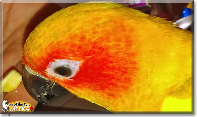 Meeka the Sun Conure, the Pet of the Day