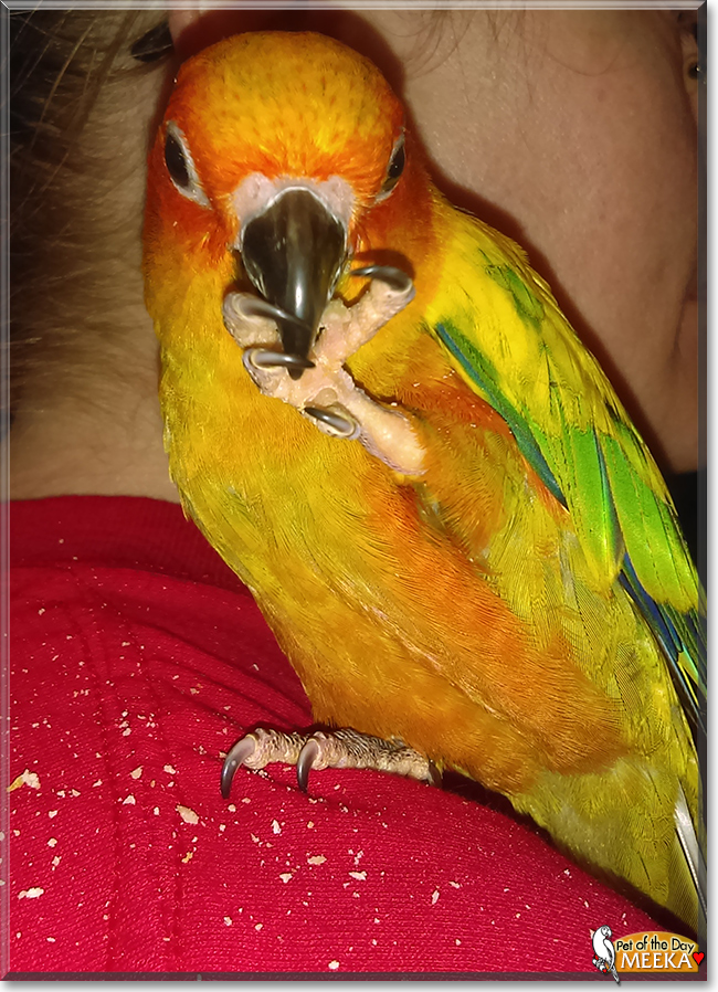 Meeka the Sun Conure, the Pet of the Day