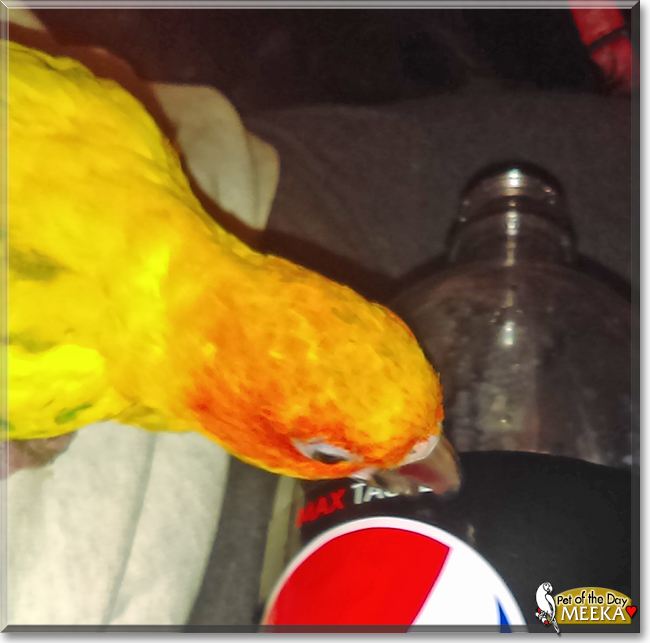 Meeka the Sun Conure, the Pet of the Day