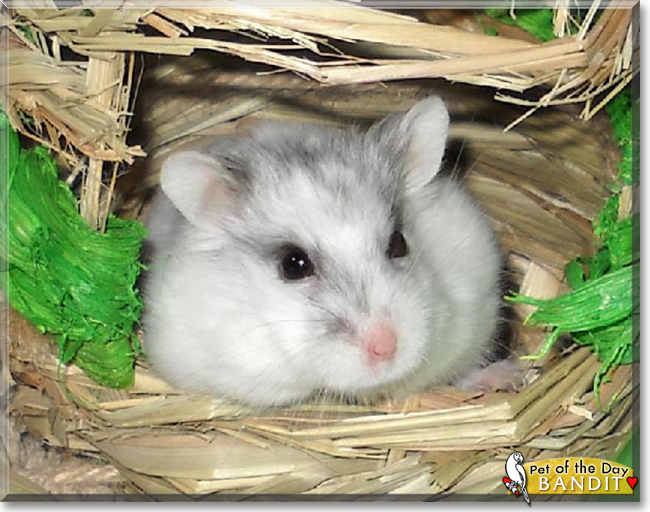 Bandit the Hamster, the Pet of the Day