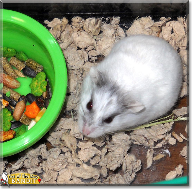 Bandit the Hamster, the Pet of the Day