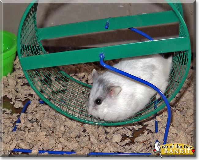 Bandit the Hamster, the Pet of the Day