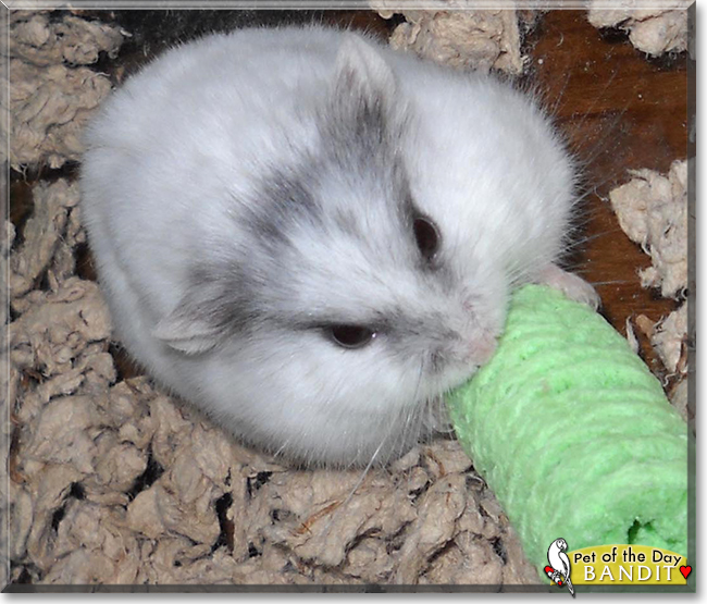 Bandit the Hamster, the Pet of the Day