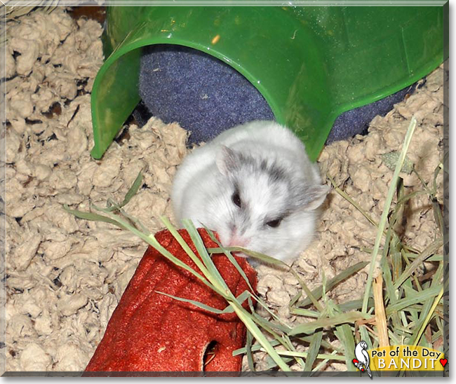 Bandit the Hamster, the Pet of the Day