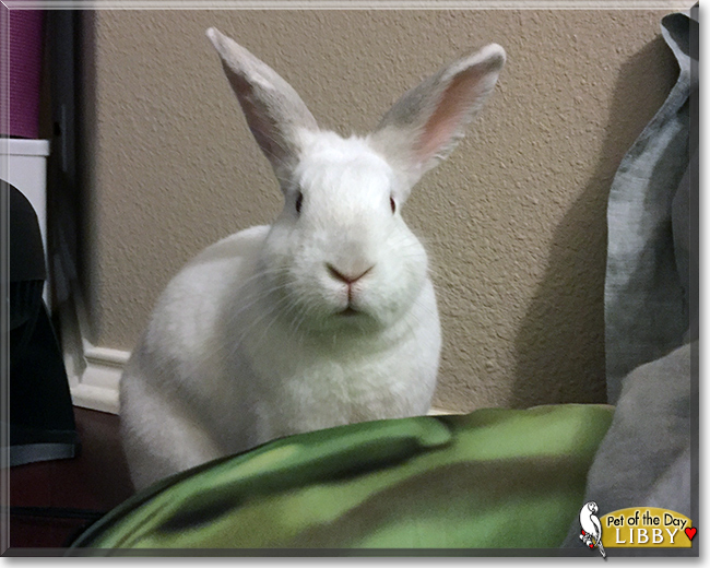 Libby Lou the California/New Zealand Mix Rabbit, the Pet of the Day