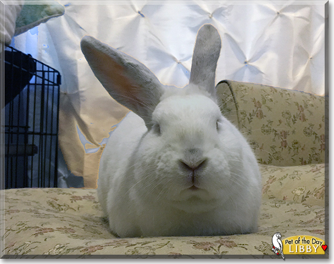 Libby Lou the California/New Zealand Mix Rabbit, the Pet of the Day