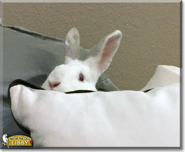 Libby Lou the California/New Zealand Mix Rabbit, the Pet of the Day