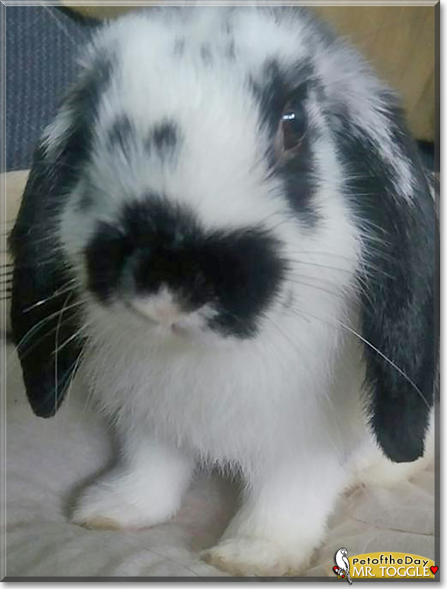 Mr. Toggle the Lop Rabbit, the Pet of the Day