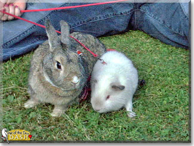 Dash the Rabbit, the Pet of the Day