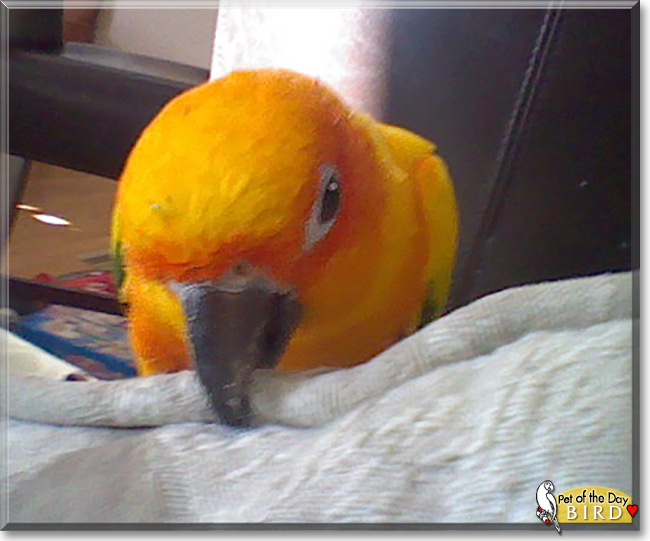 Bird the Sun Conure, the Pet of the Day