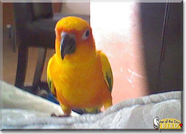 Bird the Sun Conure, the Pet of the Day
