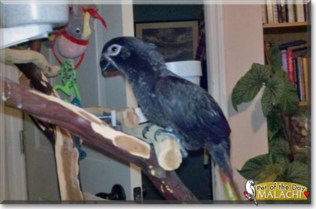 Malachi the Black Lory, the Pet of the Day