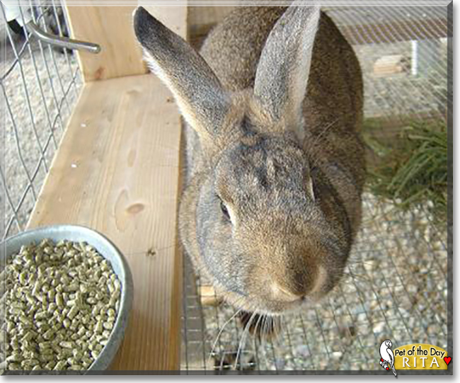 Rita the Rabbit, the Pet of the Day