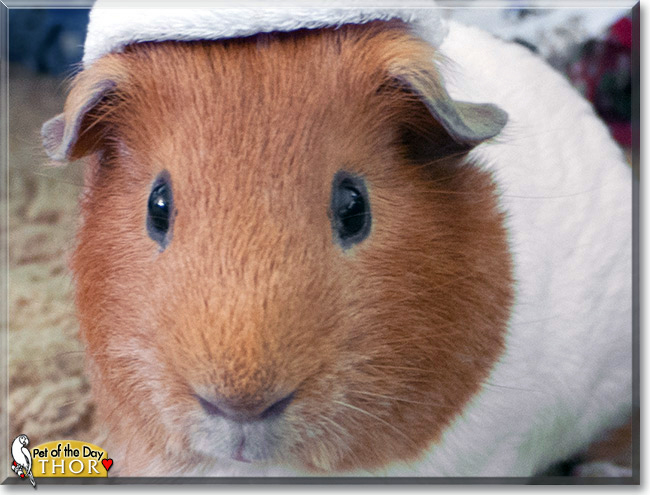 Thor the Guinea Pig, the Pet of the Day
