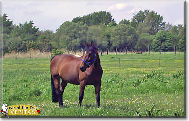 Veritas the Hanoverian Horse , the Pet of the Day