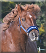 Carino the Icelandic Horse