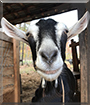 Dance the American Alpine Goat