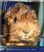 Rascal the Abyssinian Guinea Pig