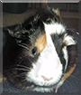 Nova the Guinea Pig