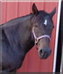 Queenie the Horse