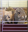 Schlappohr and Krümel the Lop Rabbits