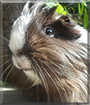 Kleo the Guinea Pig