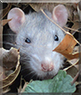 Titus the Fancy Rat