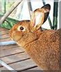 Julchen the Rabbit